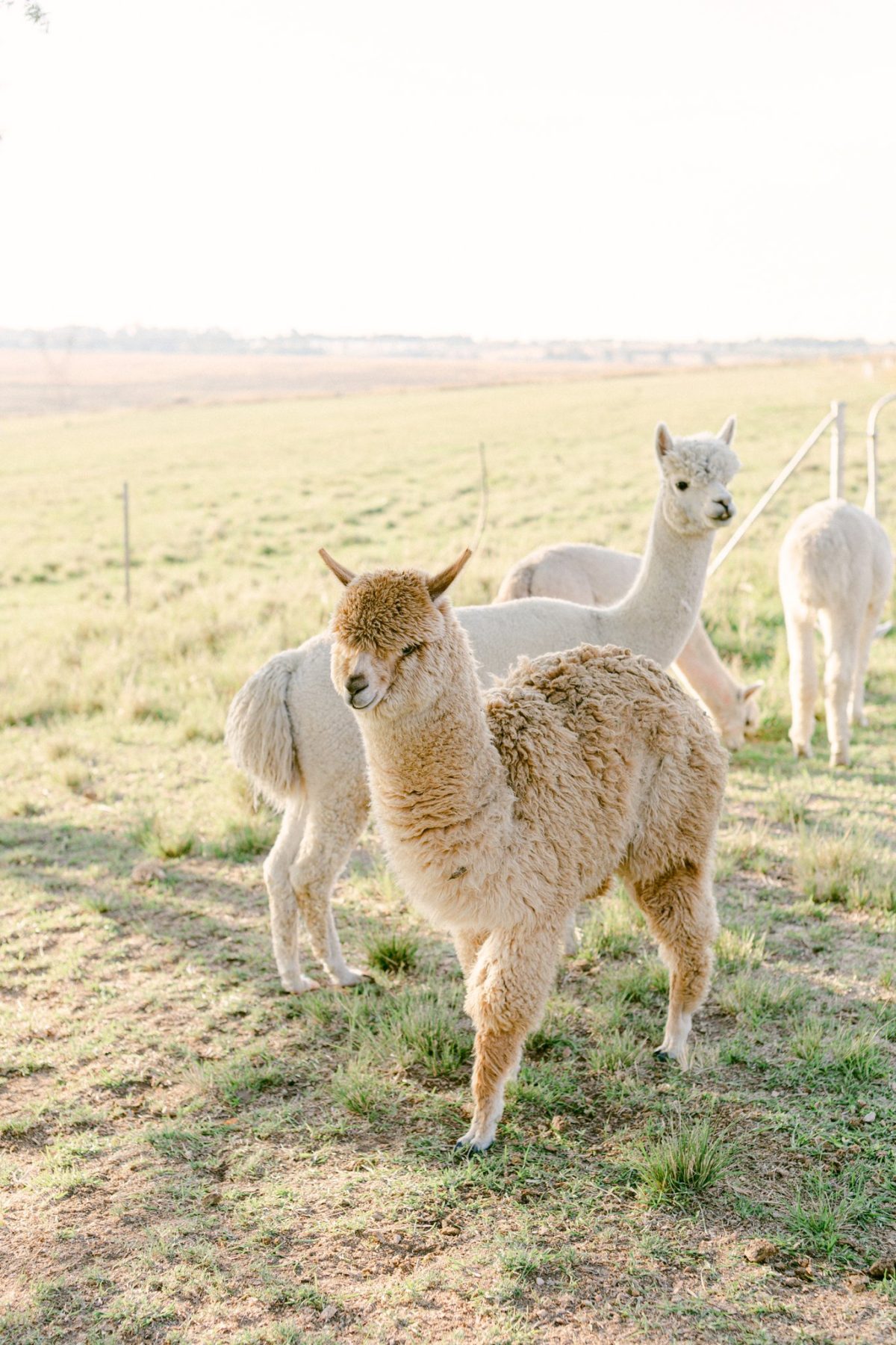 Diamantopoulos Family